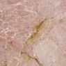 Breccia Perniche