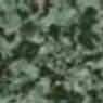 Forest G 022