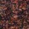Kuru Red - Brown