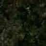 Nordic Green