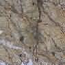 Bidasar Gold