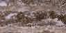 Travertine Volnut