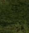 Tropical Green