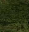 Tropical Green