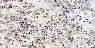 White Pearl white granite