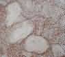 Rosa Fossils