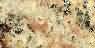 Ivory Brown