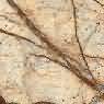 Bidasar Brown