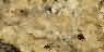 New Venetian Gold